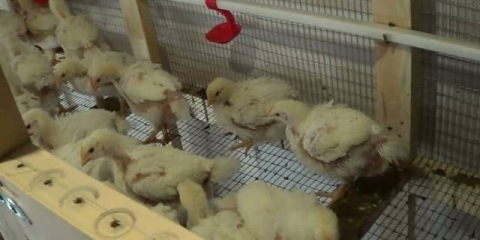 Kako liječiti dijareju kod brojlera kod kuće